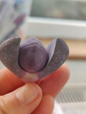 Pleiospilos nelii split for sale  DARTFORD