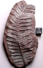 Mazon creek alethopteris for sale  Evanston