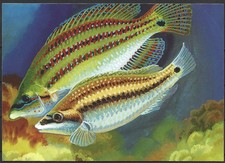 Ukraine grünflossen thunfisch gebraucht kaufen Ukraine grünflossen thunfisch gebraucht kaufen  Hessisch Lichtenau