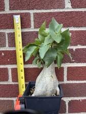 Ficus petiolaris palmeri for sale  Springfield
