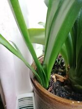 Clivia miniata natal for sale  ASHFORD