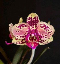 Phalaenopsis burgundy dot for sale  NOTTINGHAM