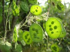 Silberblatt lunaria annua gebraucht kaufen  Schwabach