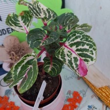 Iresine herbstii gold gebraucht kaufen  Bückeburg