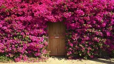 Semi rosa rosa usato  Italia