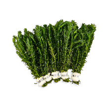 Egeria densa paket gebraucht kaufen  Püttlingen