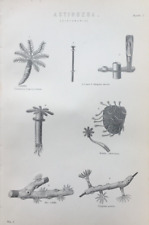 Antique coral print for sale  TORRINGTON