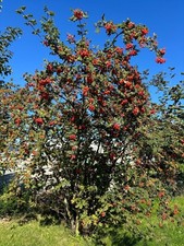Sorbus aucuparia edulis gebraucht kaufen  Dillingen a.d.Donau