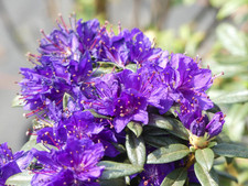 Rhododendron impeditum enziana gebraucht kaufen  Zetel