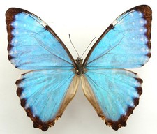 Morpho portis thamyris gebraucht kaufen  München