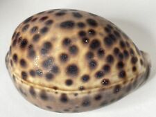 Hawaii cypraea tigris for sale  Kealakekua