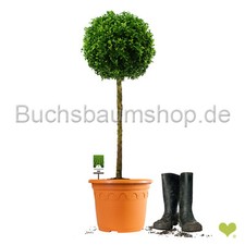 Mono kugel stamm gebraucht kaufen  Goch