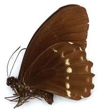 Papilio canopus umbrosus gebraucht kaufen  München