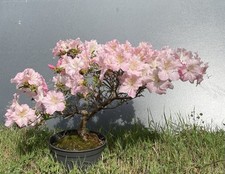 Bonsaï azalée satsuki d'occasion  Nogent-sur-Marne