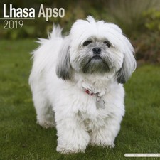 Calendrier 2019 lhassa d'occasion  Troyes