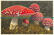 R143032 mushroom. fliegenpilz. for sale  PURLEY