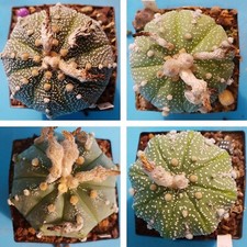Astrophytum cultivar set usato  Roma
