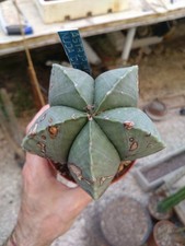 Astrophytum myriostigma cv. usato  Civitanova Marche