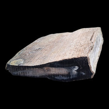 Petrified wood specimen for sale  Three Forks