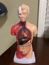 Human anatomy body for sale  Madison