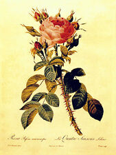 Pink rose 22x30 for sale  Cambria