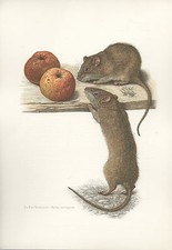 Rat surmulot color d'occasion  Expédié en Belgium