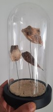 Curiosité taxidermie poissons d'occasion  Montpellier-