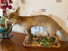 Renard naturalise empaille d'occasion  Toulouse-