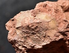 Rare volchovia ophiocystoid d'occasion  Expédié en Belgium