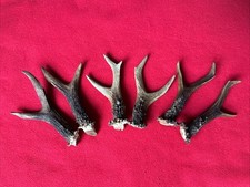 Pairs tiny roe for sale Pairs tiny roe for sale  DUNDEE