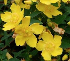 Ochna serrulata mickey for sale  Fort Lauderdale
