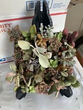 Succulents live plants for sale  Bell Gardens