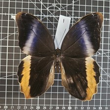 Caligo utreus set for sale  BARRY