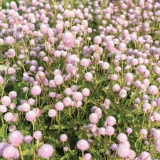 Gomphrena frosty pink for sale  Sherwood