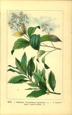 Lithographie kunstdruck 1894 gebraucht kaufen  Sibbesse