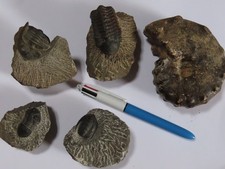 Lot fossiles collection d'occasion  Chaumont