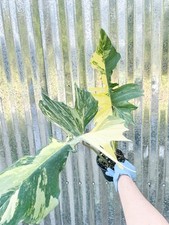 Philodendron florida beauty for sale  Homestead