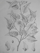 Capinus laxiflora blune d'occasion  Pluvigner