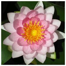 Nymphaea gonnere pink for sale  SKEGNESS