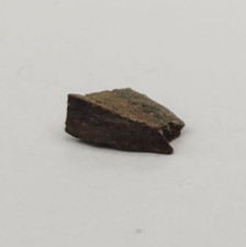 Allosaurus jimmadseni tooth for sale  Rockledge