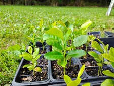 Meyer lemon tree for sale  Adrian