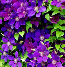 Clematis jackmanii large for sale  BALLYMENA