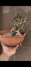 Olea sylvestris bonsai usato  Italia