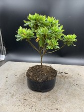 rhododendron tree for sale rhododendron tree for sale HULL