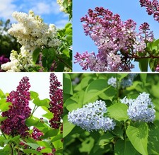 Flieder stecklinge sortiment gebraucht kaufen  Kaiserslautern