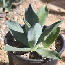 Agave celsii nova for sale  Fresno