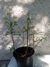 Bonsai pré bonsai d'occasion  Blagnac