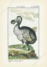 Dodo dronte raphus for sale Dodo dronte raphus for sale  HASLEMERE