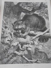 Engraving 1887 ratons d'occasion  Expédié en Belgium