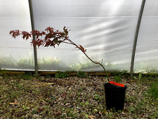 japanese maple trees for sale  Hendersonville